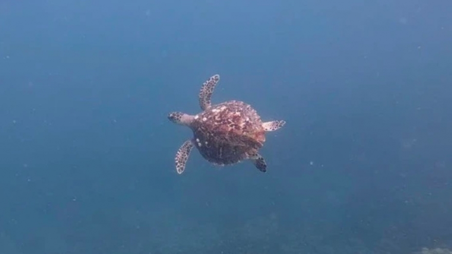 Sea turtle returns to Nha Trang Bay